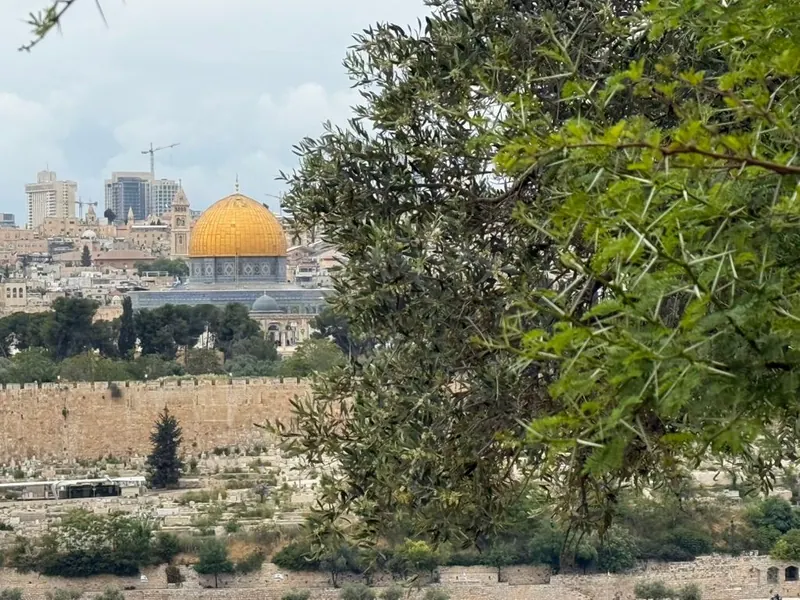 כיפת הסלע המוזהבת וחומת העיר העתיקה ביום מעונן, נשקפות מבעד לענפי עץ זית.