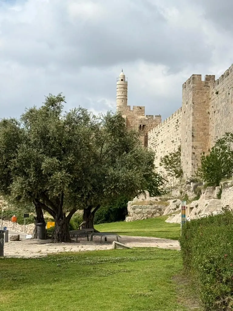 צריח מגדל דוד מתנשא מעל חומות העיר העתיקה, ובחזית עץ זית ומדשאה.