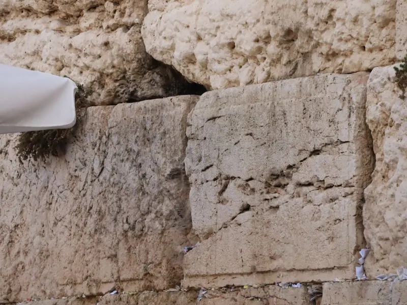 אבני הכותל הענקיות, צלף צומח בין הנדבכים ופתקים לבנים תחובים בסדקים התחתונים.