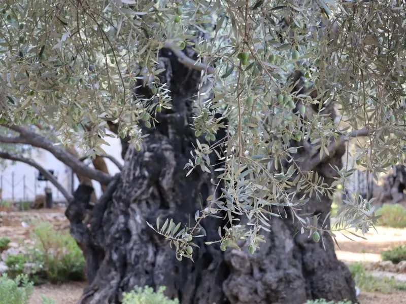 גזע עבה ומפותל של עץ זית עתיק, ומעליו ענפים בעלים כסופים.