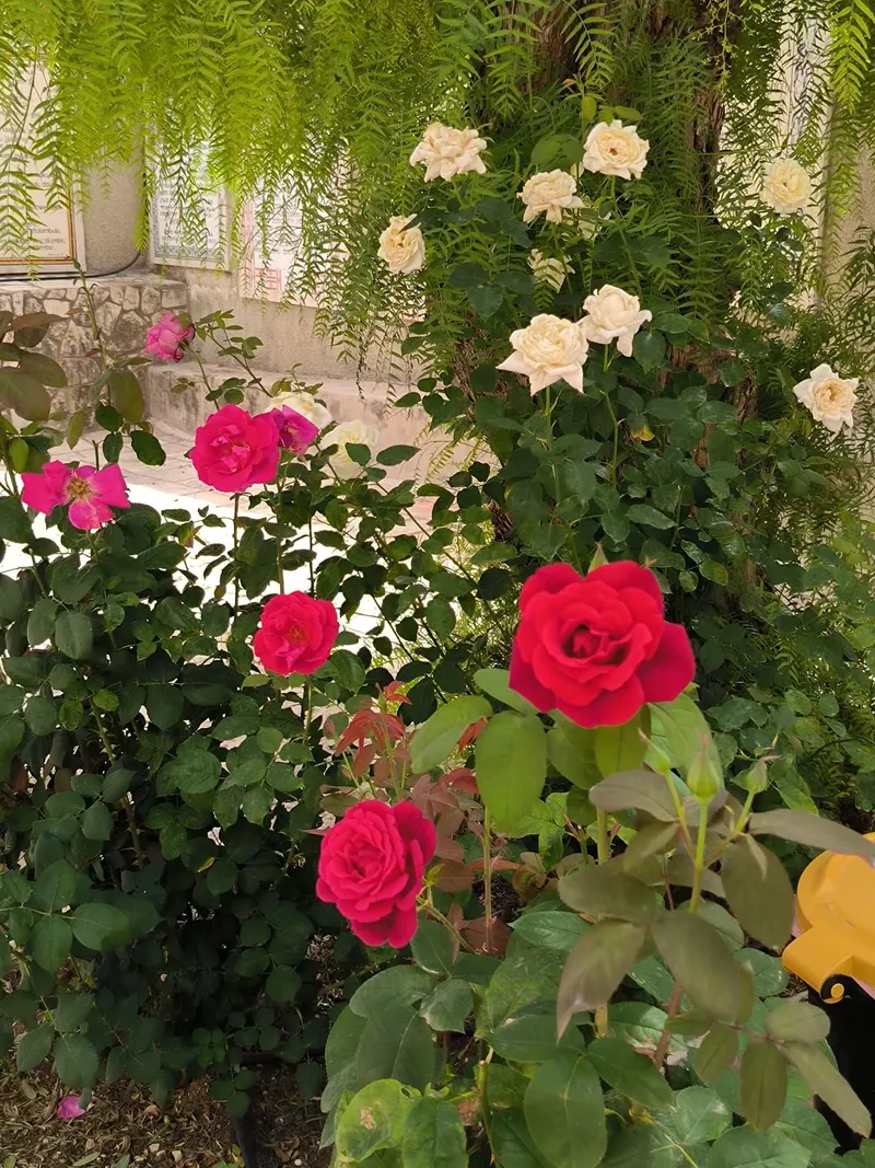 שיחי ורדים אדומים, ורודים ולבנים בגינה בצל עץ פלפל בוכה; מאחור לוחות קרמיקה כתובים על קיר אבן.