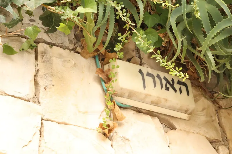 שלט רחוב לבן "האורן" בקיר אבן, וקיסוס, צמחים מטפסים ואלוי משתלשלים מעליו.