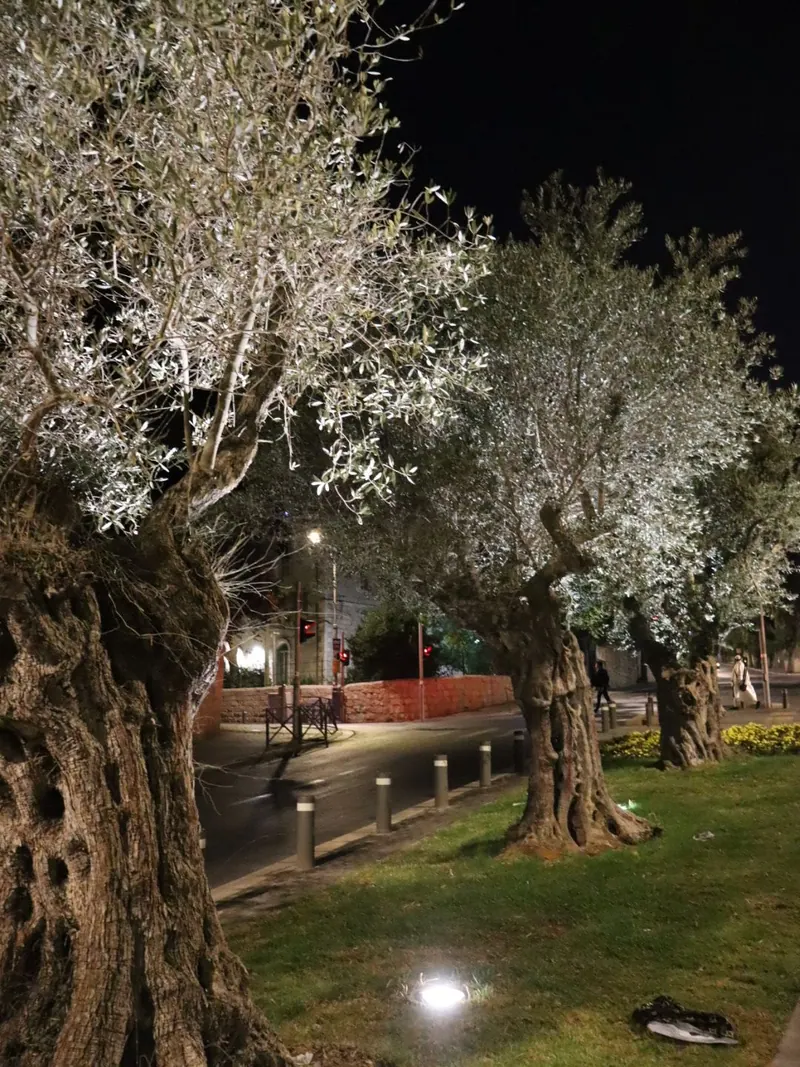 עצי זית עתיקים עם גזעים מחוררים, מוארים בלילה על מדשאה לצד רחוב.
