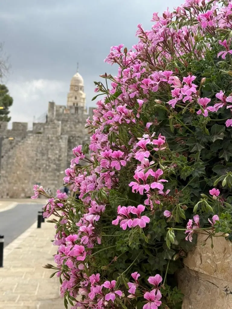 פרחי גרניום ורודים על קיר אבן, ומאחוריהם חומות מגדל דוד והצריח.