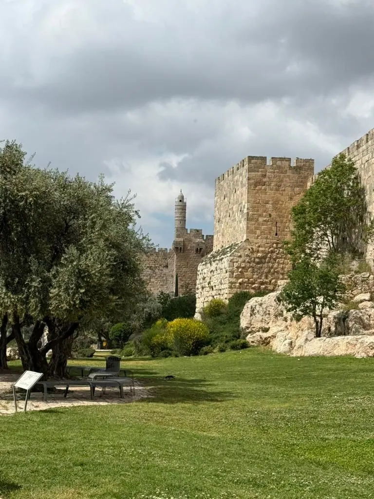 גן דשא ועצי זית למרגלות חומות מגדל דוד, והצריח מתנשא מעליהן.